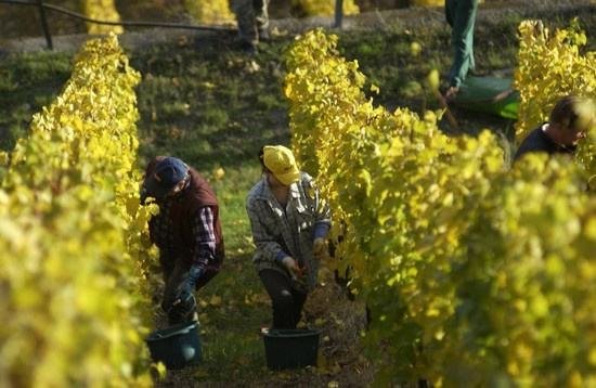 全球葡萄酒總產量下降8.2%，2018葡萄酒漲價已成定勢